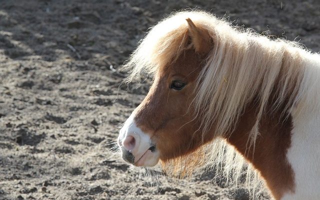 Qu'est-ce que la cellulite chez le cheval ?