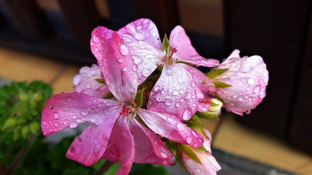 Signification symbolique de la plante de géranium