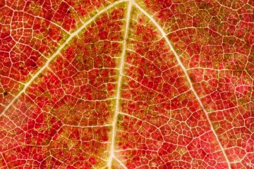 Structure cellulaire des feuilles des plantes