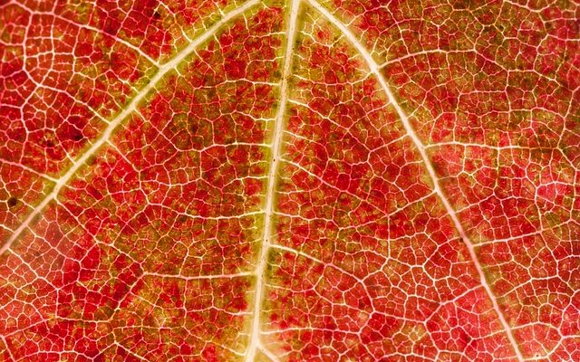 Structure cellulaire des feuilles des plantes