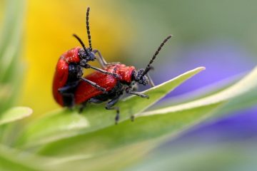 Symptômes d'une mauvaise extrémité de tige de cravate