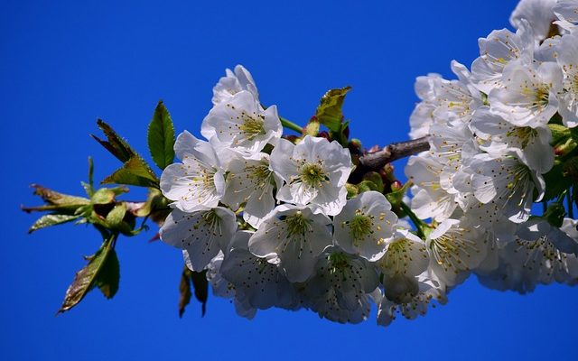 Taille de cerisiers à fleurs de cerisier