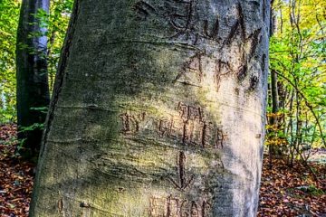 Techniques de fausse peinture pour l'écorce d'arbre