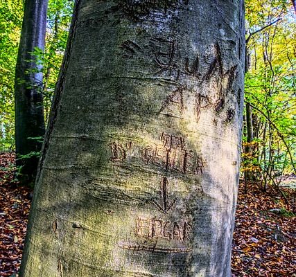 Techniques de fausse peinture pour l'écorce d'arbre