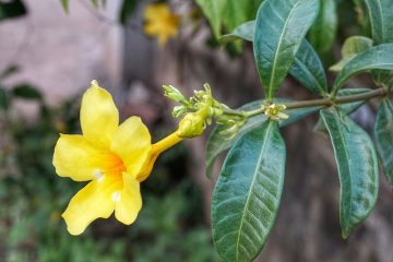 Types de plantes de jasmin