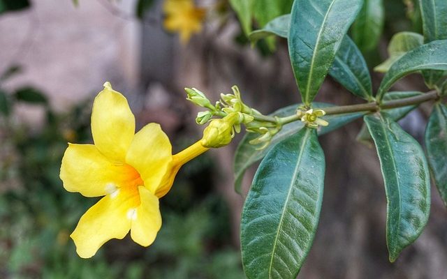 Types de plantes de jasmin