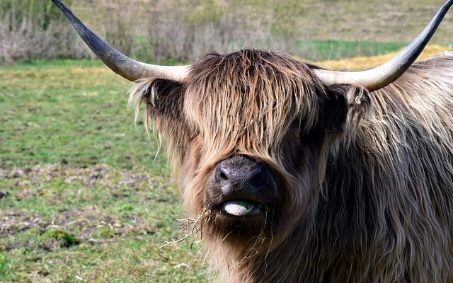 Un remède contre les ulcères de la langue