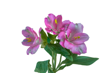 Alstroemeria Propagation