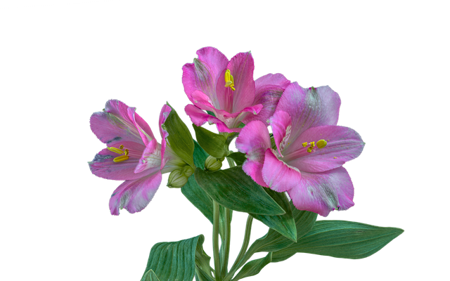 Alstroemeria Propagation