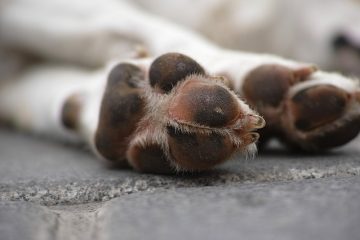 Analgésiques pour chiens