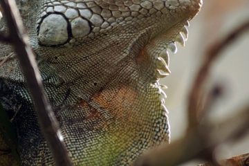 Animaux qui vivent dans le sous-étage de la forêt tropicale.