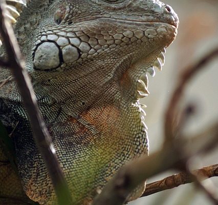 Animaux qui vivent dans le sous-étage de la forêt tropicale.