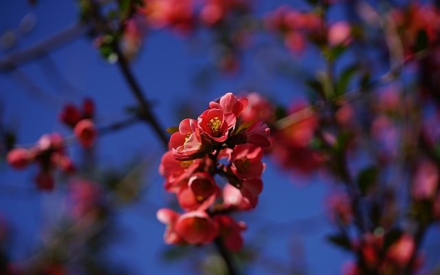 Arbres fruitiers sauvages comestibles