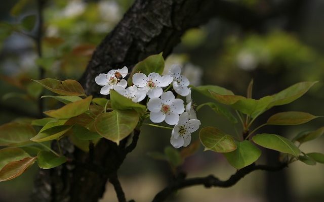 Boucles de feuilles dans les pruniers