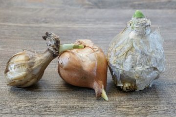 Combien de temps faites-vous tremper les graines de jacinthe avant de les planter ?