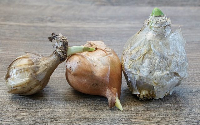 Combien de temps faites-vous tremper les graines de jacinthe avant de les planter ?