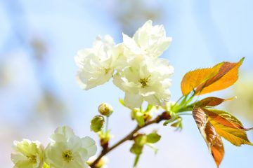 Comment arrêter Vuze Vuze de l'ensemencement automatique