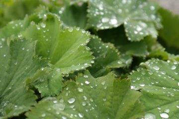 Comment construire un bac de jardin potager en bois ?