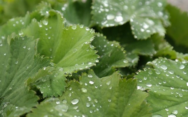 Comment construire un bac de jardin potager en bois ?