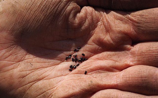 Comment cultiver la lavande à partir de graines