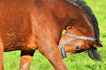 Comment dessiner une selle sur un cheval