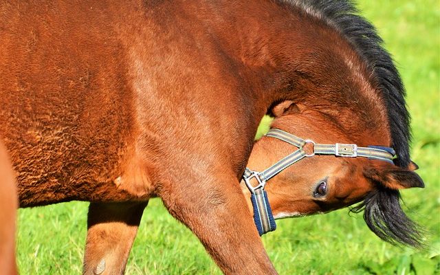 Comment dessiner une selle sur un cheval