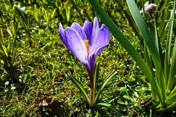 Comment diviser les bulbes de crocosmia ?