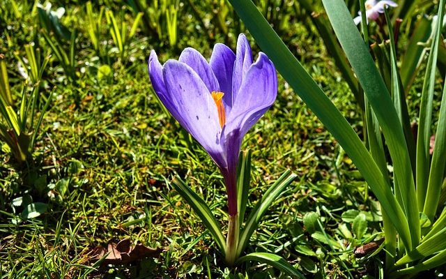 Comment diviser les bulbes de crocosmia ?