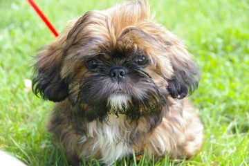 Comment dresser un chiot Shih-Tzu pour qu'il aille au pot à l'extérieur ?