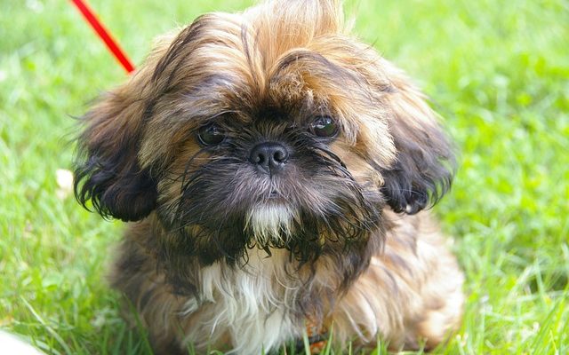 Comment dresser un chiot Shih-Tzu pour qu'il aille au pot à l'extérieur ?