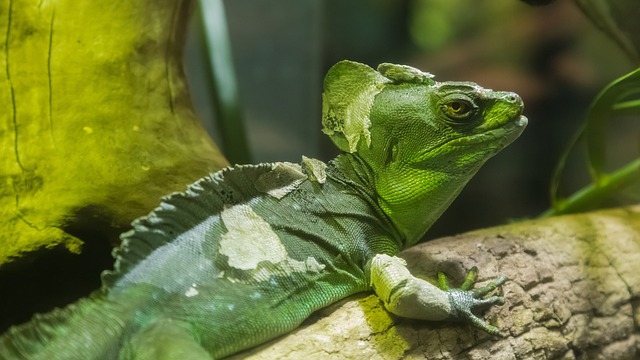 Comment fabriquer une marionnette en forme de bâton de dragon