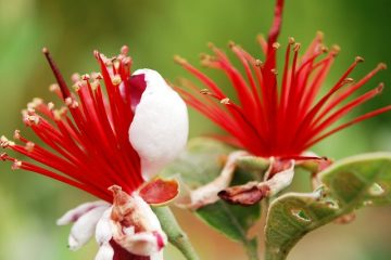 Comment faire pousser des arbres Feijoa