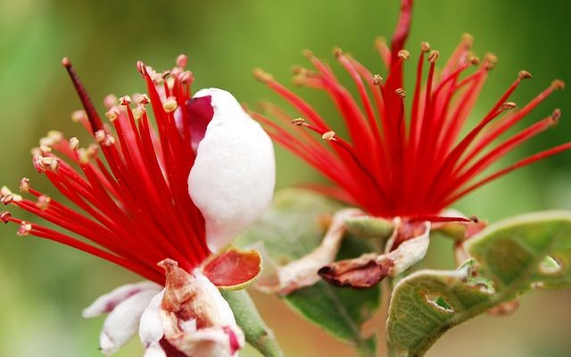 Comment faire pousser des arbres Feijoa