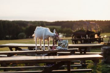 Comment faire un terrain de jeu de chèvre