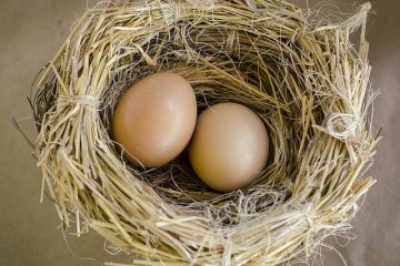 Comment incuber l'oeuf d'un oiseau sauvage