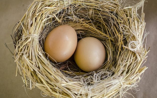 Comment incuber l'oeuf d'un oiseau sauvage