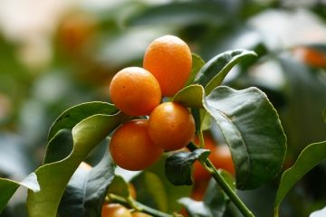 Comment prendre soin d'un Nagami Kumquat Tree