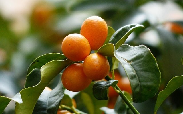 Comment prendre soin d'un Nagami Kumquat Tree