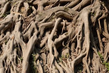 Comment s'occuper d'un roi d'or Ficus Golden King