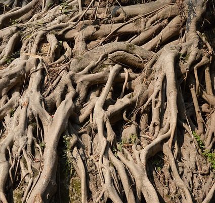 Comment s'occuper d'un roi d'or Ficus Golden King