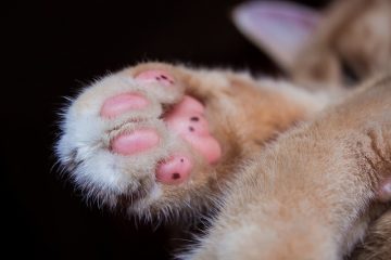 Comment soigner la peau sèche chez le Maine Coon Cats Maine Coon