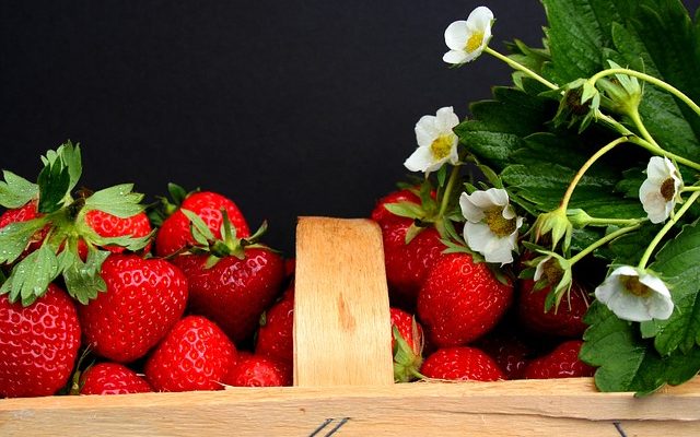 Comment soigner les fraisiers