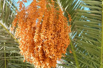 Comment soigner les palmiers Phoenix