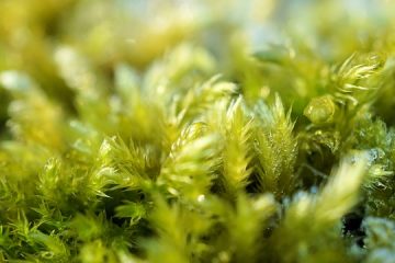 Comment tuer la mousse dans mon parterre de fleurs ?