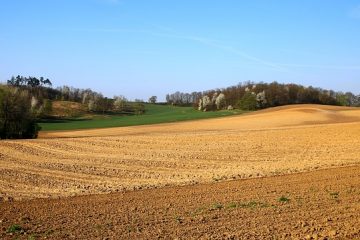 Complications de la stérilisation d'un teckel