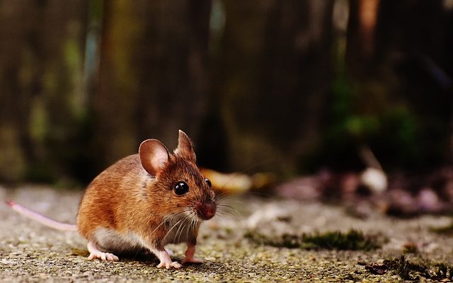 Dangers des excréments de souris