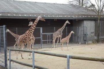 Faits sur les schémas migratoires des girafes