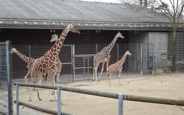 Faits sur les schémas migratoires des girafes