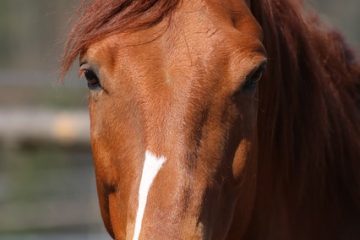 Flatulence chez un cheval