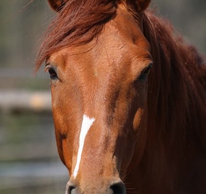 Flatulence chez un cheval